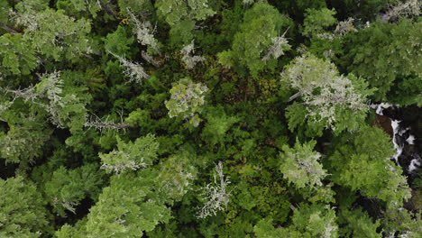 Landschaft-Von-Immergrünen-Baumwipfeln-Im-Wald-In-Britisch-Kolumbien,-Kanada