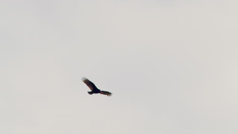 Turkey-Vulture-Gliding-Overhead-In-Pennsylvania,-U