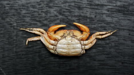 Zoom-in-on-molted-female-crab-shell-showing-wide-apron-on-abdomen