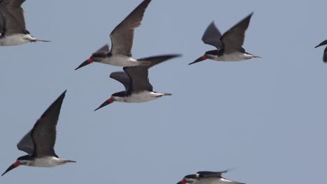 Flock-of-Black-Skimmers-flying-together-in-slow-motion-against-clear-blue-sky-freedom-,-Peru-Tracking-shot