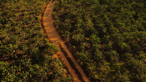 Gravel-road-in-between-coffee-plantations,-aerial-view-during-golden-susnet
