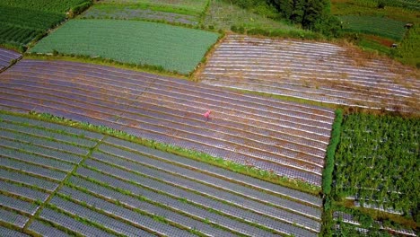 Orbit-Drohnenaufnahme-Eines-Bauern,-Der-Auf-Einer-Gemüseplantage-Hackt,-Schönes-Muster-Von-Gemüseplantagen-In-Reihe