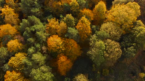 Aerial-top-view-forwarding-shot-of-forest-trees