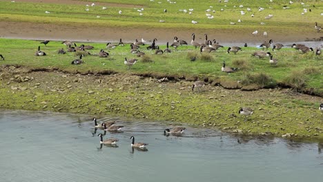 Fixed-Shot-Of-Stunning-Gooses-Moving-Calmly-In-Cornwall-Nature-Reserve,-Hayle