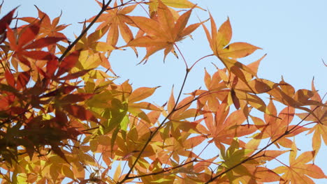 Glatte-Japanische-Ahornblätter-Gegen-Hellen,-Sonnigen-Himmel-Während-Der-Herbstsaison
