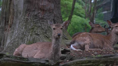 White-tailed-deer-resting-under-oak-tree-in-Nara-Park,-Japan,-closeup