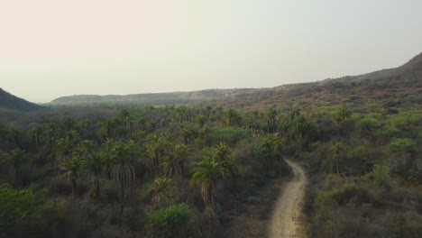 Palmen--Oder-Kokospalmenwald-In-Gwalior-luftdrohnenaufnahme