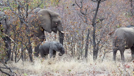 African-elephant-famlily-with-tiny-calf-standing-in-woodland,-leaves-in-autumn-colors
