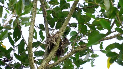 Slow-motion---Close-up-shot-of-birds-are-building-nest-on-the-tree-branch