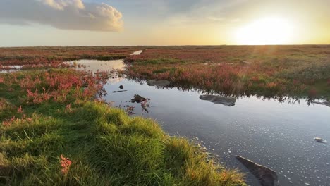 Warm-golden-sunset-view-of-bog-shallow-marshlands-lands-with-a-small-red-marsh,-tidal-plants,-Coastal-scene-with-golden-sunset,-shallow-rippling-water,-and-plant-life