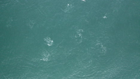 4k-Aerial-wide-top-view-of-pod-of-dolphins-swimming-in-the-blue-ocean-sea-water-at-Yamba,-Australia