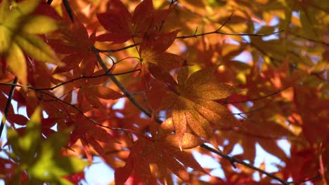 Zweige-Und-Blätter-Des-Japanischen-Ahorns-Im-Herbst---Nahaufnahme