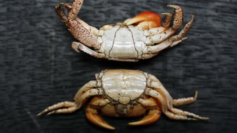 Zoom-in-on-two-crab-shells-showing-comparison-between-male-anatomy-of-abdomens