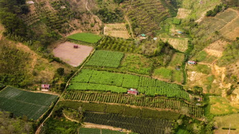 Lush-valley-with-different-types-of-plants-growing-in-Vietnam,-aerial-fly-away-view