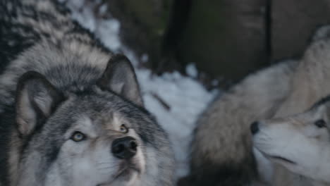 Grey-Timber-Wolf-Dogs-Im-Parc-Omega-In-Montebello,-Quebec,-Kanada