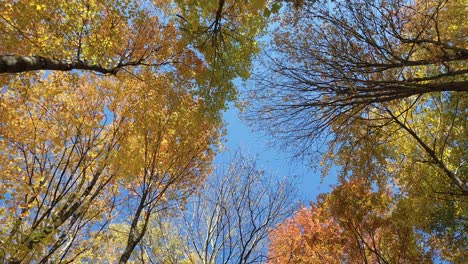 Low-Angle-Shot-Of-High-Rise-Trees-In-Autumn-Season,-Blue-Sky-In-Background
