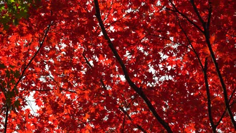 Red-Japanese-Maple-Tree-in-Autumn-with-vivid-colors-in-Seoul,-South-Korea