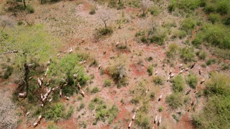 Luftbild-Einer-Ziegenherde,-Die-Auf-Trockenem-Grasland-Von-Loitokitok,-Kenia,-Läuft