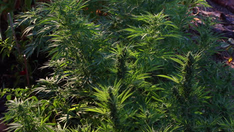 Marihuana-Landwirtschaft-In-Farmen-Im-Freien