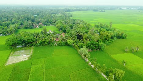 Beautiful-Areial-View-Shot-Of-Deep-Green-Paddy-Field-And-Village-In-West-Bengal-india