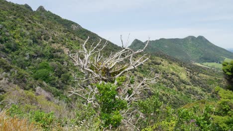 Panorama-shot-of-plants-growing-on-mountains-during-Hiking-at-Te-Whara-Track-in-Summer