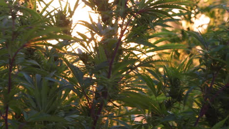 Marihuana-Landwirtschaft-Im-Freien-In-Obstgärten
