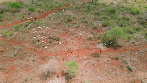 Aerial-view-on-herd-of-goats-grazing-on-arid-pasture-by-Loitokitok-town,-Kenya