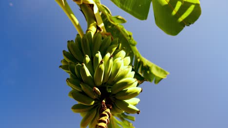 Plátano-De-Dedo-Colgando-De-Un-árbol-De-Plátano-Cerca-De-La-Costa