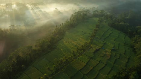 Magical-morning-light-rays-shine-through-mist-at-lush-green-Mancingan-rice-fields,-aerial