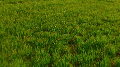 Bodenschuss-über-Grünem-Frischem-Gras-Im-Rasen