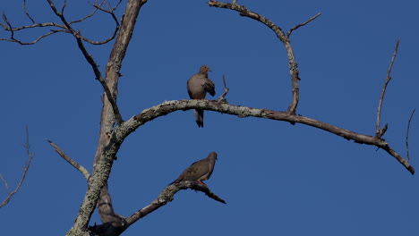 2-grey-mourning-doves-on-dead-tree-branches