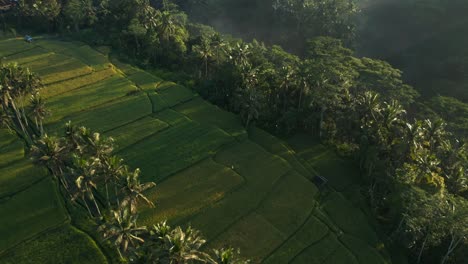 Distant-tourist-woman-walking-on-path-between-patchwork-rice-field-in-Bali,-sunrise