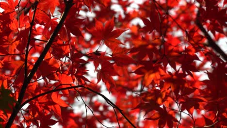 Red-Japanese-maple-leaves-in-natural-park-over-sky