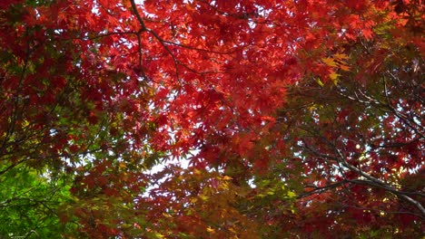 Japanese-Maple-branches-with-vibrant-multicolor-foliage-covering-sky---look-up-static