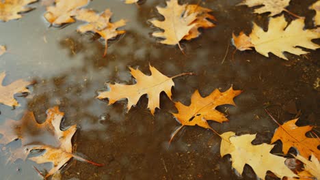 Autumn-fall-background,-leaf-falls-down-on-rain-puddle,-high-angle,-static