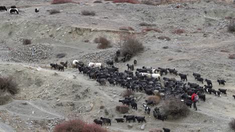 Pastores-Pastoreando-Su-Rebaño-De-Cabras-En-La-Tierra-Desértica-De-La-Región-Mustang-De-Nepal