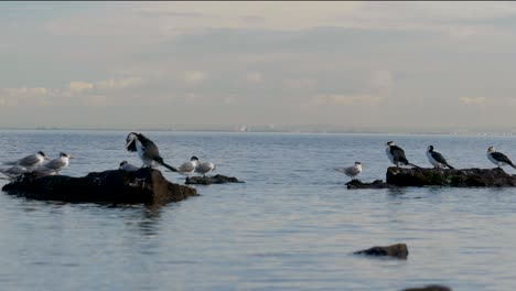 Kleine-Scheckenkormorane,-Die-Auf-Küstenlinie-Sitzen---Ozean-Eine-Gruppe-Von-Kleinen-Scheckenkormoranen,-Die-Auf-Felsen-Sitzen