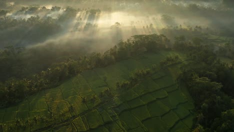 Morning-sunlight-above-tropical-misty-jungle-in-Bali-with-famous-rice-fields,-aerial