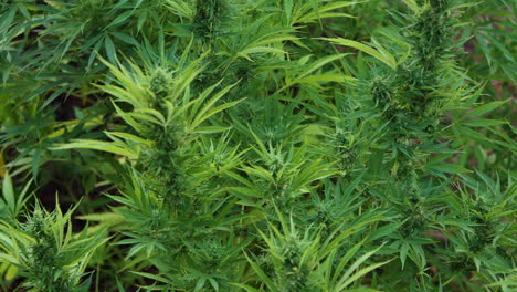 Marijuana-agriculture-in-outdoor-farms