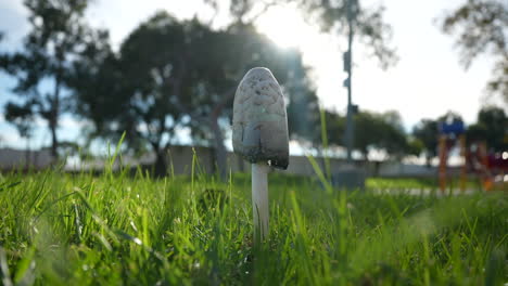 Macro-view-of-a-mushroom-growing-in-a-grassy-field---isolated-rotation-with-sunshine-filtering-through-the-trees