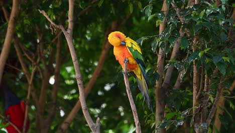Seen-perched-on-a-twig-then-preens-its-left-wing-while-another-bird-at-the-background-moves-around,-Sun-Conure-or-Sun-Parakeet,-Aratinga-solstitiali,-South-America
