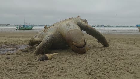 Una-Tortuga-Muerta-Tirada-Boca-Arriba-En-Una-Playa