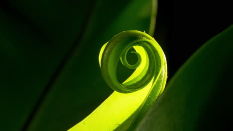 Fern-unfurling,-spiral-unwinding-vivid-green-plant