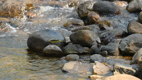 Seen-wagging-on-top-of-some-rocks-while-foraging-at-a-stream-during-the-morning,-Grey-Wagtail,-Motacilla-cinerea,-Huai-Kha-Kaeng-Wildlife-Sanctuary-Thailand