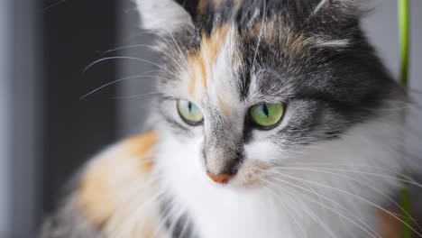Majestic-green-eyes-of-long-haired-Calico-cat,-domestic-surroundings