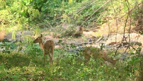 Two-Eld's-Deer-grazing-under-the-shade-of-the-forest-at-a-stream,-Panolia-eldii,-Huai-Kha-Kaeng-Wildlife-Sanctuary,-Thailand
