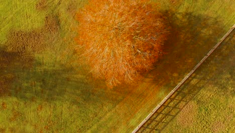 Bird's-eye-view-rotating-shot-of-a-orange-colored-tree-shedding-it's-yellow-colored-leaves-during-autumn-season-in-Thetford,-norfolk,-UK