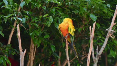 Seen-keeping-its-head-to-its-back-while-sleeping-on-top-of-its-perch,-Sun-Conure-or-Sun-Parakeet,-Aratinga-solstitiali,-South-America
