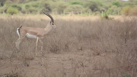 Grant's-gazelles-with-majestic-horns-walk-on-savanna-in-Kenya