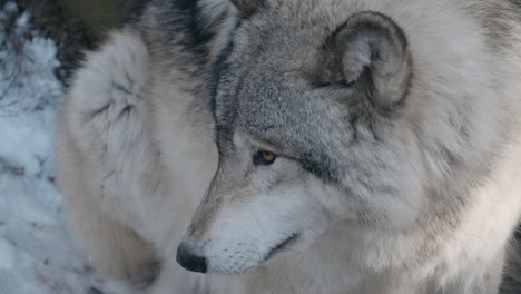 Grey-wolf-in-the-wild-winter---close-up